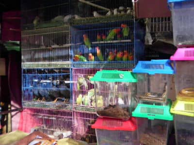 Flower & Bird Market, Kunming