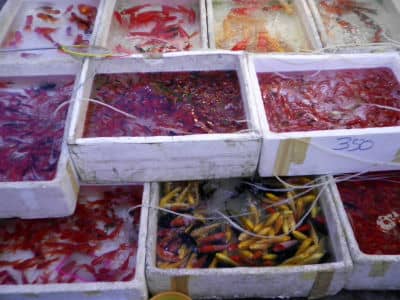 Flower & Bird Market, Kunming