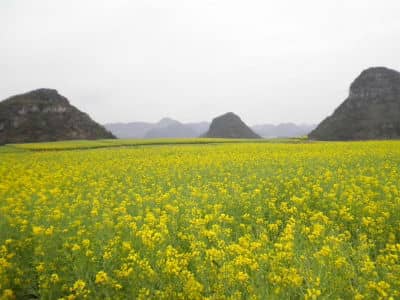 Rape Flower, Luoping