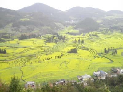 Rape Flower, Luoping