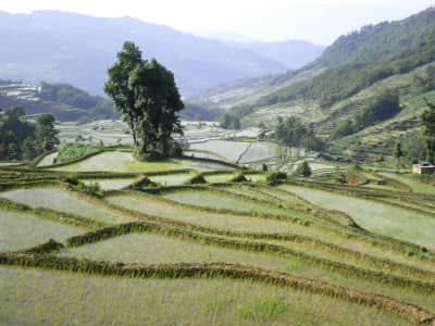 Terraced Fields, Yuanyang