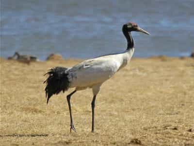 Black-necked Crane in Huize, Yunnan