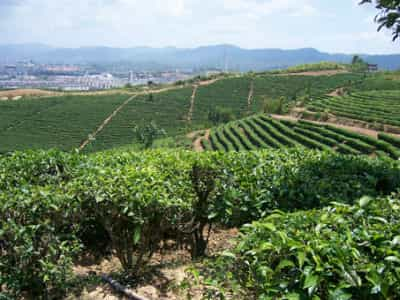 Tea Garden, Yunnan